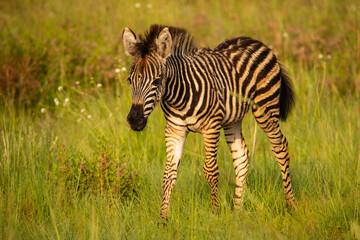 Fototapeta na wymiar Baby zebra walking though green grass facing left