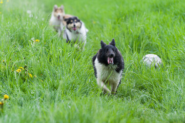 Rennender Sheltie im Gras