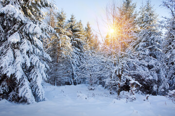 Sunset in winter forest with snow covered fir trees.