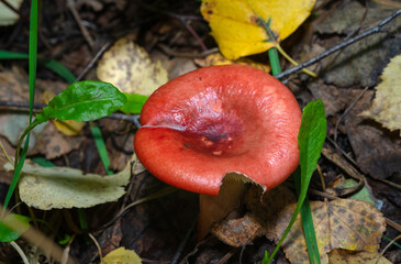 Big red mushroom in forest after the rain