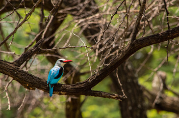 Woodland Kingfisher perched in a tree and viewed from the back with copy space