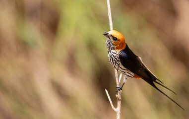 Lesser striped swallow perched on a branch and viewed from above