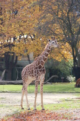 giraffe in the zoo