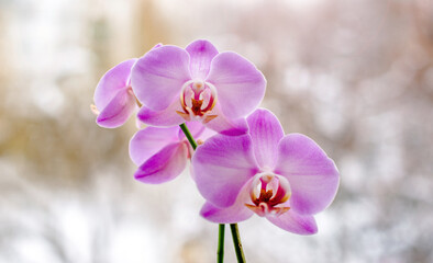 Purple orchid branch on white winter background
