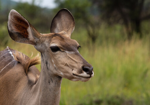 Female Kudu portrait with ears back looking right