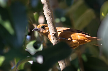 Ave fêmea do tiê-preto (Tachyphonus coronatus)