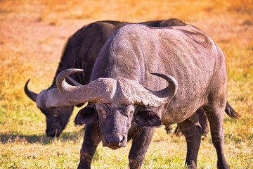 Obraz premium African buffalo stood on the grass, his eyes looking into the camera. Large numbers of animals migrate to the Masai Mara National Wildlife Refuge in Kenya, Africa. 2016.