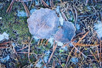 frozen aspen leaf on ground