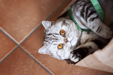 Britisch Kurzhaar Tabby Katze spielt in Papier Tte