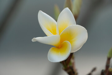 Fototapeta na wymiar Plumeria white color with yellow inside on the balance of tree. Beautiful pictures with soft colors in the morning.