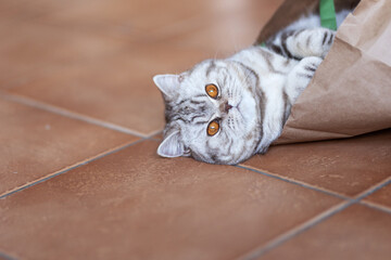 Britisch Kurzhaar Tabby Katze spielt in Papier Tte
