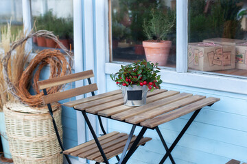 Christmas mistletoe with red berrys in pot on wooden table. homeplant on terrace home. Gardening...