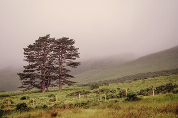 Lonely pine trees in a field, Mountain hill in the background. Low clouds and fog in the background, Nature scene background. Connemara, Ireland. Nature background
