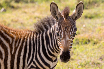 Fototapeta na wymiar Zebra in Ngorongoro Conservation Area, Tanzania