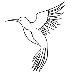 Linear vector drawing of flying hummingbird bird