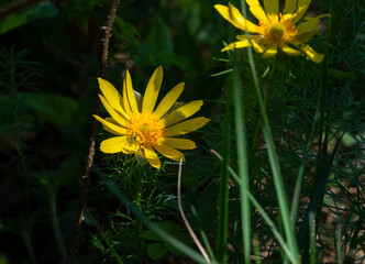 Fr&uuml;hlingsadonis, Adonis
