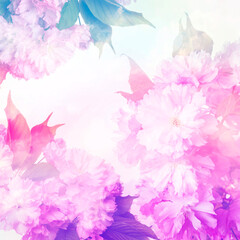 Obraz na płótnie Canvas pink sakura flowers close up and light bokeh