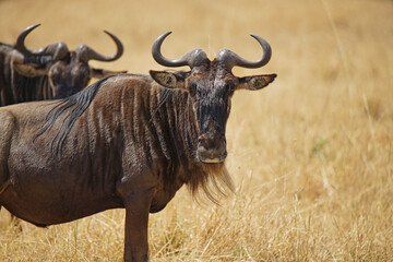 The antelope(Wildebeest) stands on the dry grass and looks at the camera. Large numbers of animals...