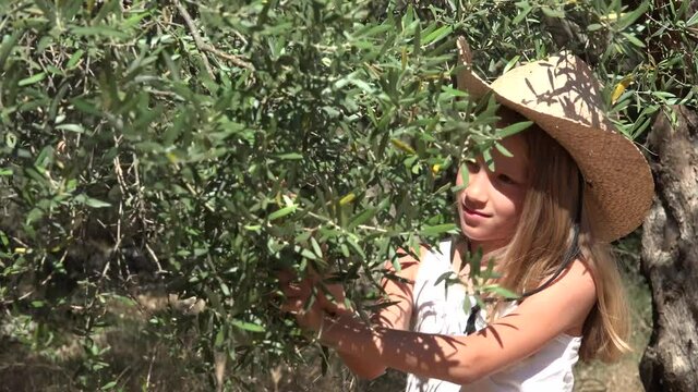 Farmer Kid Picking Olive in Orchard, Child Playing in Park, Rustic Blonde Girl with Cowboy Hat Relaxing Outdoor in Nature