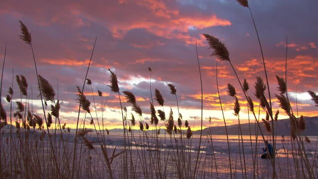 Tall reeds blowing in the breeze during colorful sunset as photographer kneels in the background in the winter landscape.