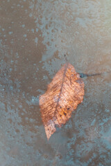 a leaf captured in a frozen stream