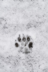 dogs paw print on a snow covered path