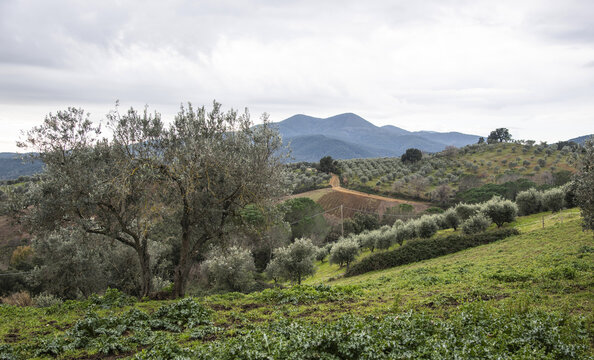 Colline maremmane