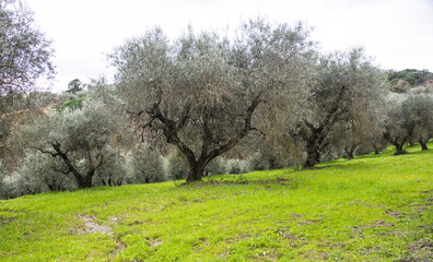 Coltivazione di vecchi olivi in Maremms