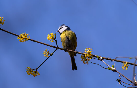 Blaumeise, Cyanistes caeruleus, sitzt auf Kornelkirsche, Cornus mas