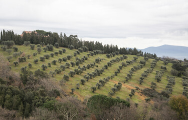 Fototapeta na wymiar Pendio ricoperto da una annosa piantagione di olivi