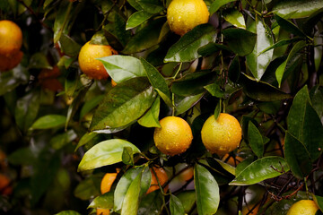  Ripe oranges on tree branches in an orange garden.

