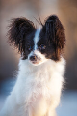 Papillon puppy black and white outdoor in winter

