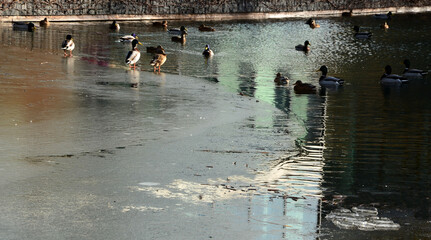 in winter, the mallard often swims in ponds near domestic birds, such as geese and chickens....