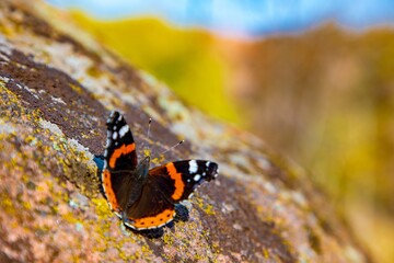 Butterfly on a picturesque stone