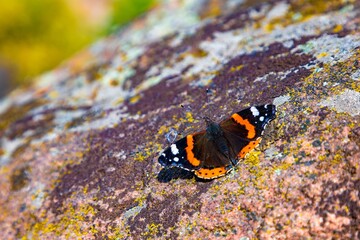 A beautiful butterfly on the background of the autumn nature of the Carpathians sits on a stone with an unusual pattern