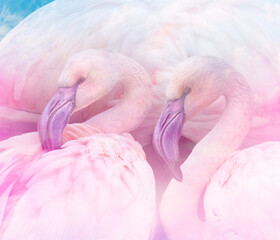 pink flamingos close up in the detail