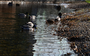 in winter, the mallard often swims in ponds near domestic birds, such as geese and chickens....