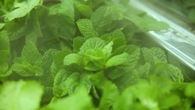 Fresh green herbs organic mint young leaves with drops of water steam on the store counter. Fresh mint leaf background closeup. Growing organic mint in the summer in nature