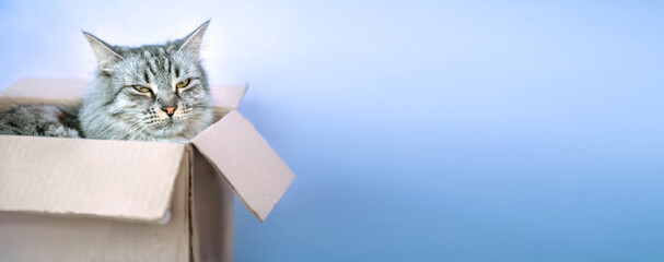Grey striped cat in mail cardboard box. Shipment of goods during coronavirus. concept of mail and delivery post