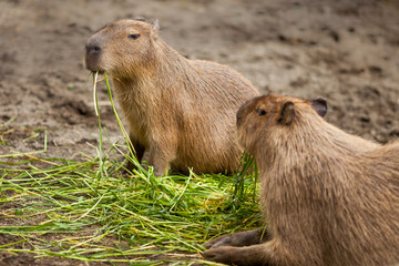 Two Capybara eating grass together