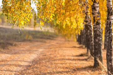 beautiful autumn sun shines through the yellow leaves of birch