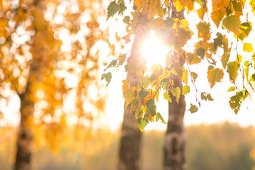 beautiful autumn sun shines through the yellow leaves of birch