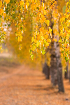 beautiful autumn sun shines through the yellow leaves of birch