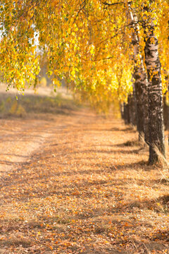 beautiful autumn sun shines through the yellow leaves of birch
