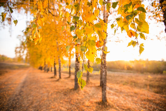 beautiful autumn sun shines through the yellow leaves of birch