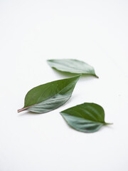 three leaves of Asian Thai basil on a vertical white background. Focus on the central leaf, the rest out of focus