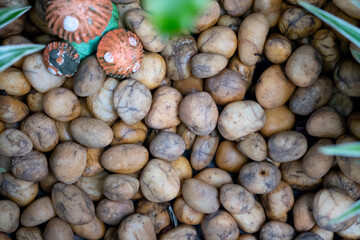 High angle view of pebble in garden