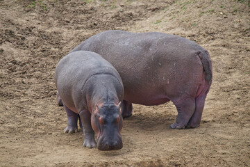 Two hippos stood on the yellow land. Large numbers of animals migrate to the Masai Mara National...