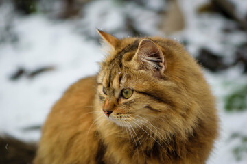 an adult cat sits on the ground in ice, winter weather, frost or March. home animal on the street....