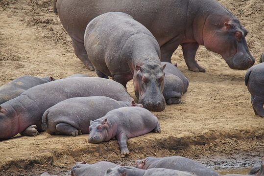 In the hippo family by the river, the little hippo lay asleep. Large numbers of animals migrate to the Masai Mara National Wildlife Refuge in Kenya, Africa. 2016.